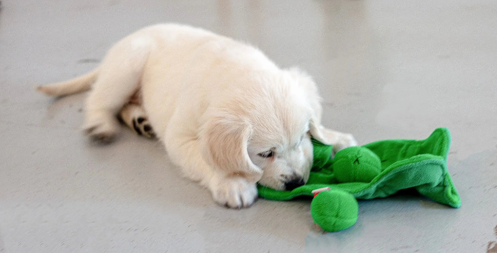 Injoya Pea Pod Snuffle Toy